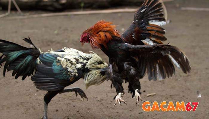 Các thuật ngữ đá gà cựa sắt cơ bản Các thuật ngữ đá gà cựa sắt cơ bản