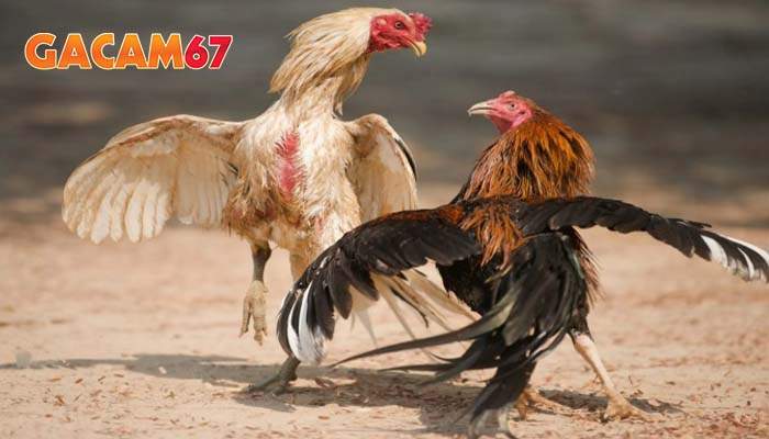 Những thuật ngữ sử chuyên dụng trong các trận đấu đá gà cựa sắt Những thuật ngữ sử chuyên dụng trong các trận đấu đá gà cựa sắt