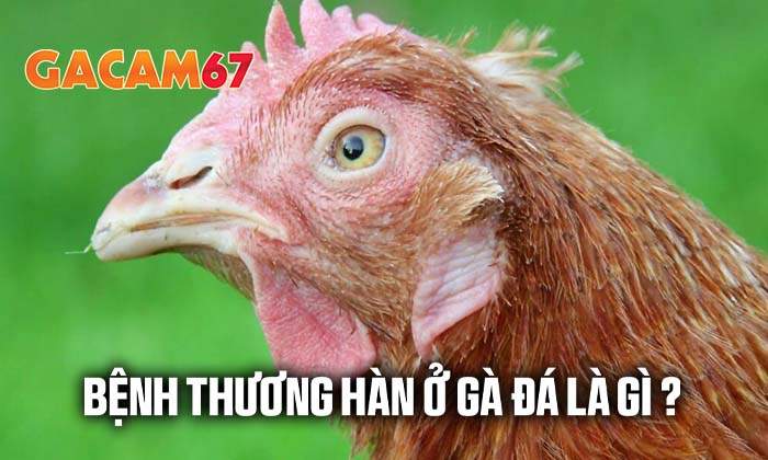 Bệnh thương hàn ở gà đá là gì? Bệnh thương hàn ở gà đá là gì?