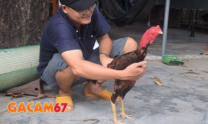 Các bước phục hòi gà sau khi đá chuẩn nhất Các bước phục hòi gà sau khi đá chuẩn nhất