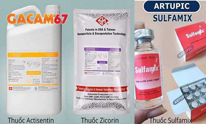 Các cách chữa bệnh thương hàn ở gà đá hiệu quả Các cách chữa bệnh thương hàn ở gà đá hiệu quả