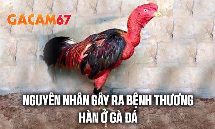 Các nguyên nhân gây ra bênh thương hàn ở gà đá Các nguyên nhân gây ra bênh thương hàn ở gà đá
