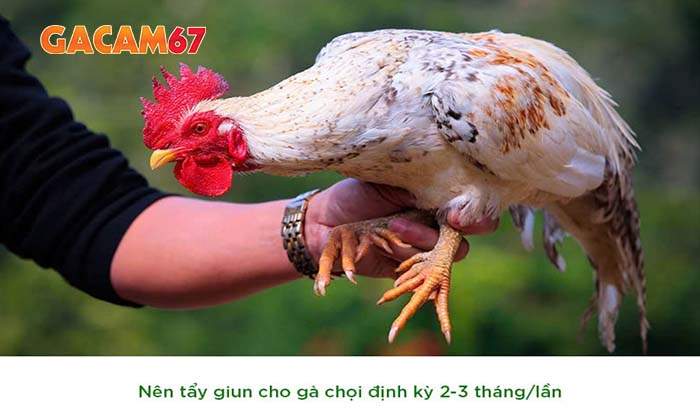 Các phương pháp trị bệnh giun đũa ở gà đá hiệu quả Các phương pháp trị bệnh giun đũa ở gà đá hiệu quả