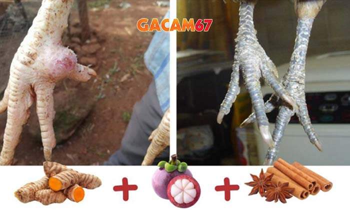 Cách chữa gà bị nấm chân đơn giản và hiệu quả Cách chữa gà bị nấm chân đơn giản và hiệu quả
