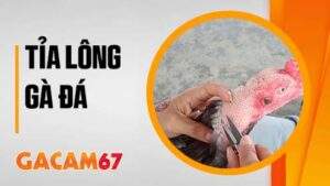 Cách tỉa lông gà đá