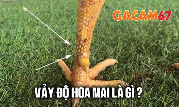 Cạnh nhận biết vảy Độ Hoa Mai Cạnh nhận biết vảy Độ Hoa Mai