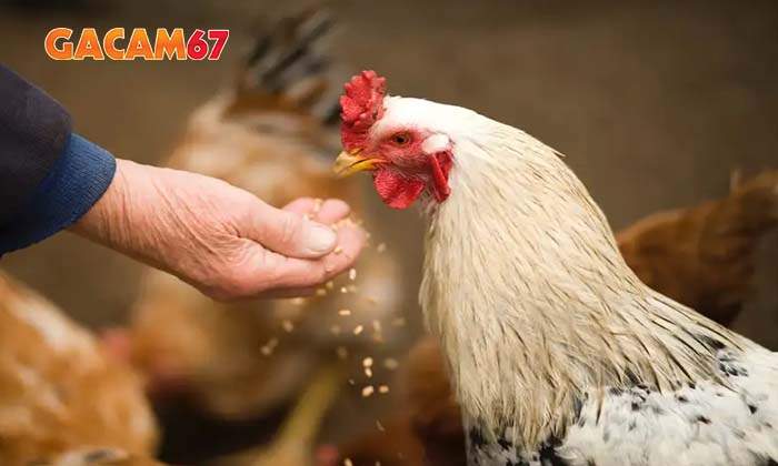 Dấu hiệu nhận biết bênh giun đũa ở gà đá Dấu hiệu nhận biết bênh giun đũa ở gà đá