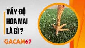 Gà Vảy Độ Hoa Mai