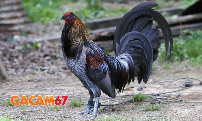 Gà chân chì hợp với màu lông nào? Gà chân chì hợp với màu lông nào?