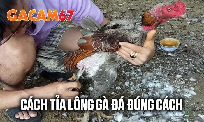 Gacam67 chia sẻ cách tỉa lông gà đá đúng cách Gacam67 chia sẻ cách tỉa lông gà đá đúng cách