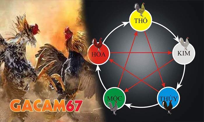 Giới thiệu về cách xem màu mạng đá gà hay Giới thiệu về cách xem màu mạng đá gà hay