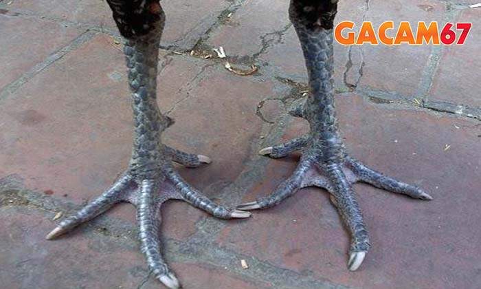 Giới thiệu về gà chân chì Giới thiệu về gà chân chì