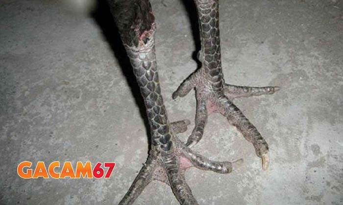 Mẹo chọn gà chân chì hay Mẹo chọn gà chân chì hay