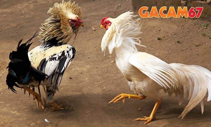 Một số lưu ý quan trọng khi xem màu mạng đá gà Một số lưu ý quan trọng khi xem màu mạng đá gà