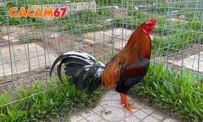 Những cách tắm gà đá đơn giản và hiểu quả nhất Những cách tắm gà đá đơn giản và hiểu quả nhất