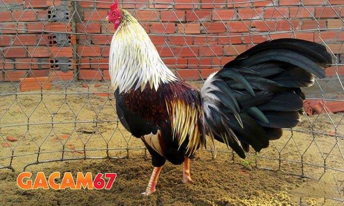 Tại sao pải phục hồi gà sau khi đá Tại sao pải phục hồi gà sau khi đá