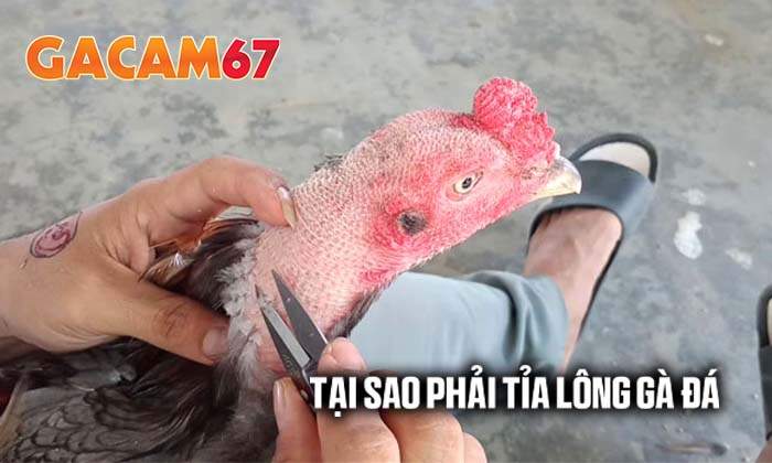 Tại sao phải tỉa lông gà đá Tại sao phải tỉa lông gà đá