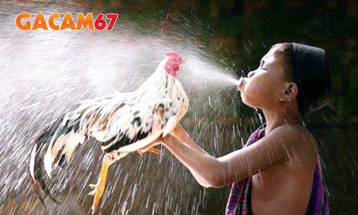 Tìm hiểu cách tắm gà đá chuẩn cùng Gacam67 Tìm hiểu cách tắm gà đá chuẩn cùng Gacam67