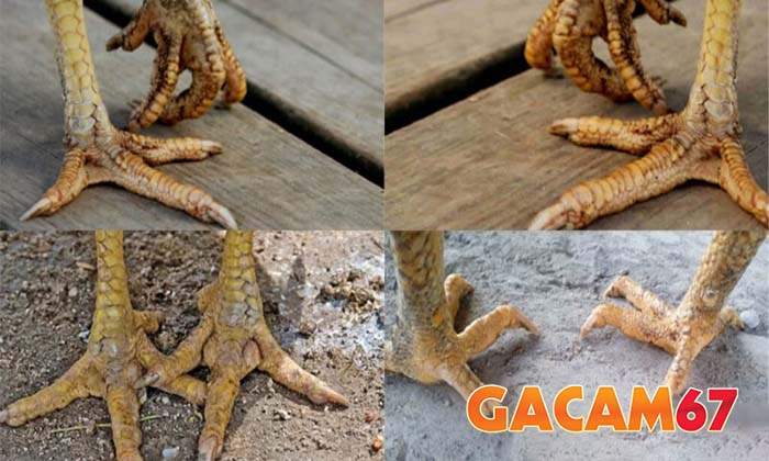 Tìm hiểu về bệnh nấm chân ở gà Tìm hiểu về bệnh nấm chân ở gà