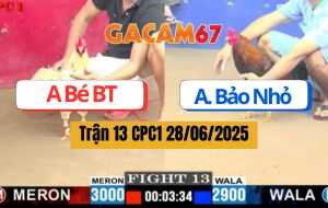 Trận 13 CPC1 28/06/2025 - Anh Bảo Nhỏ Đụng Gà Hiệu Anh Bé Bến Tre
