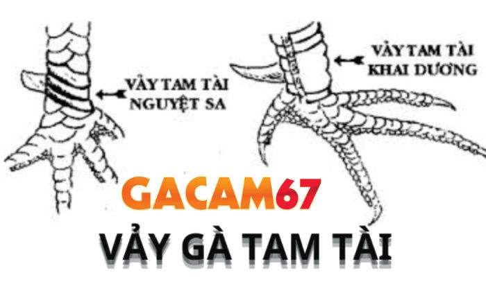 Các loại vảy Tam Tài Các loại vảy Tam Tài