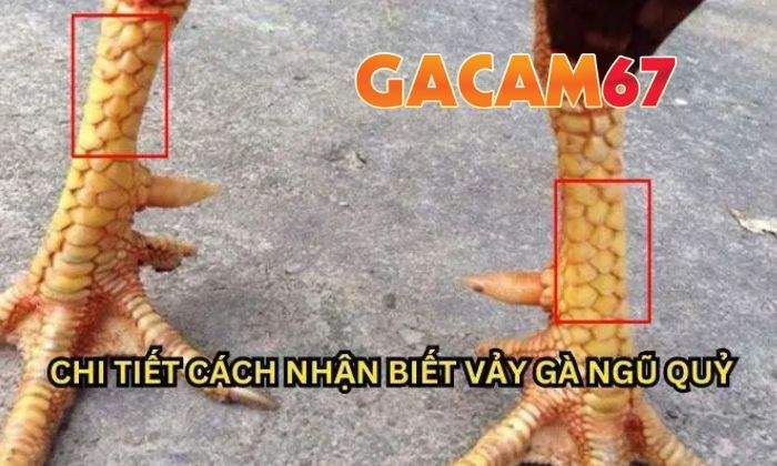Cách chọn gà mang Vảy Ngũ Quý chuẩn xác nhất Cách chọn gà mang Vảy Ngũ Quý chuẩn xác nhất