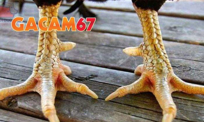 Cách chọn gà mang vảy Tam Tài chuẩn nhất Cách chọn gà mang vảy Tam Tài chuẩn nhất