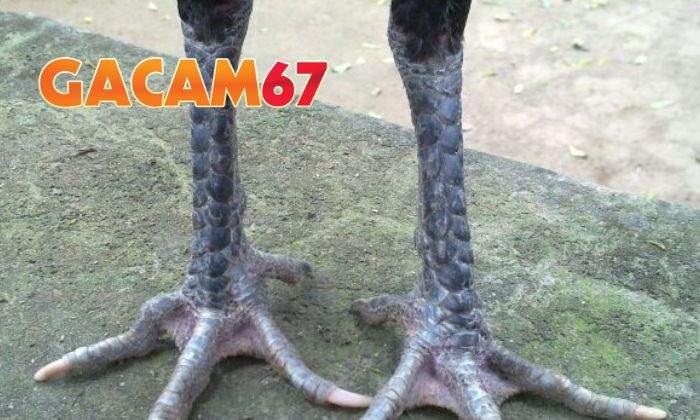 Cách chọn gà mang vảy Thới Hoa Đăng chuẩn nhất Cách chọn gà mang vảy Thới Hoa Đăng chuẩn nhất