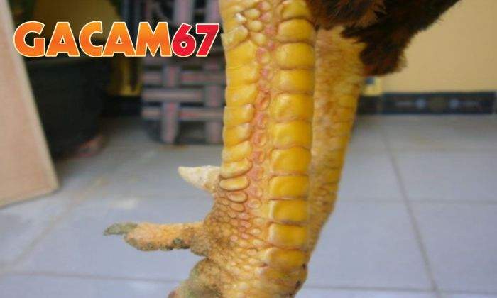 Cách nhận biết gà mang vảy Độc Biên chuẩn nhất Cách nhận biết gà mang vảy Độc Biên chuẩn nhất