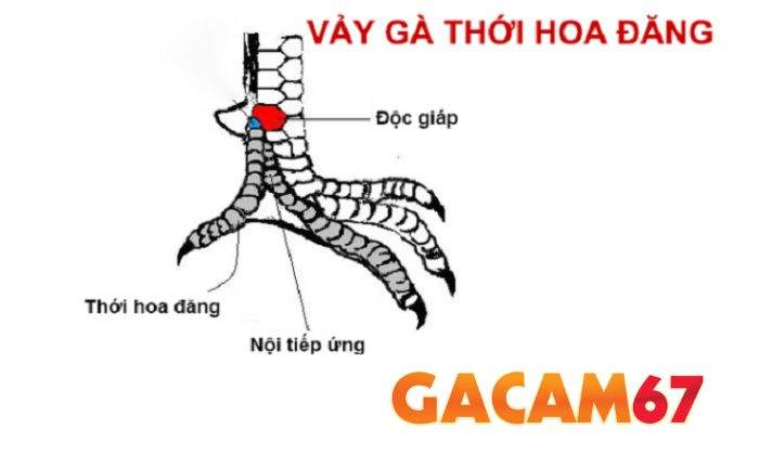 Cách nhận biết vảy gà Thới Hoa Đăng Cách nhận biết vảy gà Thới Hoa Đăng