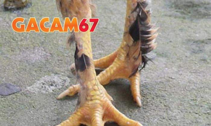 Có nên nuôi gà chân lông vảy loạn không