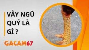 Gà Vảy Ngũ Quý - Siêu Phẩm Chiến Kê Trong Giới Gà Đá