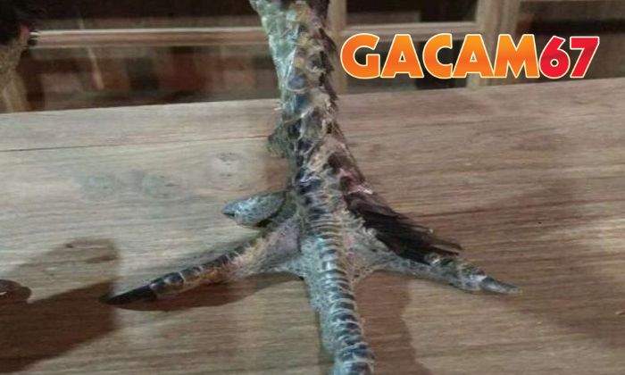 Gà chân lông vảy loạn là gì? Gà chân lông vảy loạn là gì?