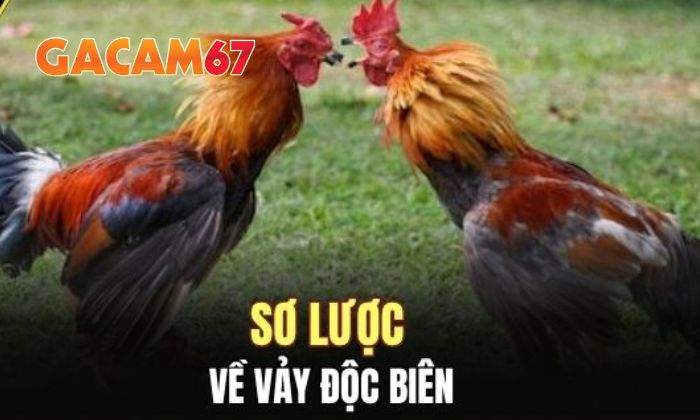 Giới thiệu về vảy Độc Biên Giới thiệu về vảy Độc Biên