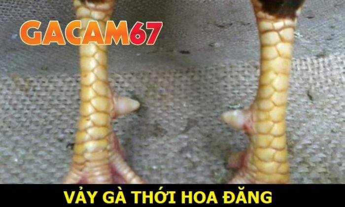 Giới thiệu về vảy Thới Hoa Đăng Giới thiệu về vảy Thới Hoa Đăng