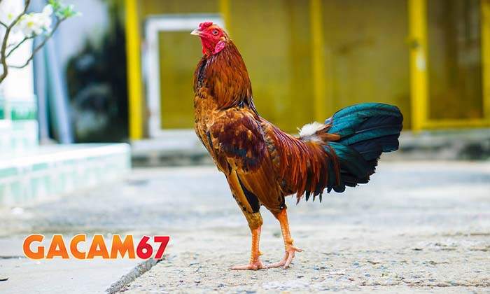 Những lưu ý khi chọn gà có vảy Đại Giáp hay nhất Những lưu ý khi chọn gà có vảy Đại Giáp hay nhất