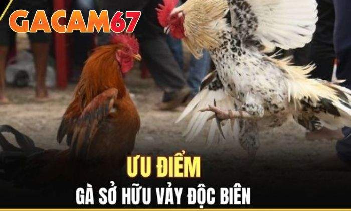 Ưu điểm của gà mang vảy Độc Biên Ưu điểm của gà mang vảy Độc Biên
