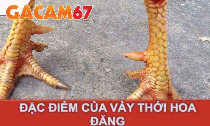 Ưu điểm của gà sở hữu vảy Thới Hoa Đăng Ưu điểm của gà sở hữu vảy Thới Hoa Đăng