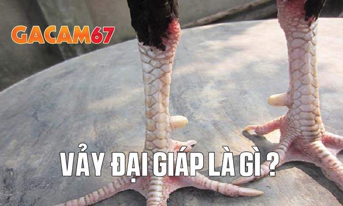 Vảy Đại Giáp là gì? Vảy Đại Giáp là gì?