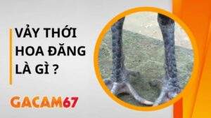 Vảy Thới Hoa Đăng Là Gì – Bật Mí Cách Nhận Biết Thần Kê