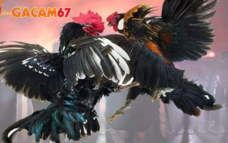 ALO789 liên tục cập nhật những trận đấu mới nhất ALO789 liên tục cập nhật những trận đấu mới nhất