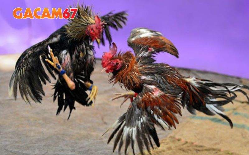 ALO789 luôn đưa ra mức cược cao nhất trên thị trường ALO789 luôn đưa ra mức cược cao nhất trên thị trường