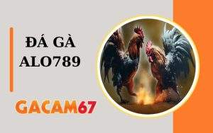Đá Gà ALO789