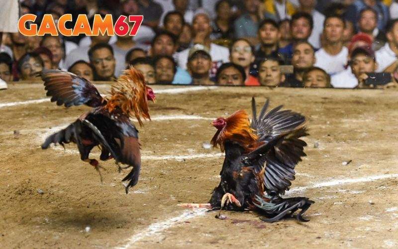 Đá Gà Trực Tiếp mang đến trải nghiệm chân thực như tại trường gà Đá Gà Trực Tiếp mang đến trải nghiệm chân thực như tại trường gà