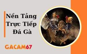 Nền tảng đá gà trực tiếp