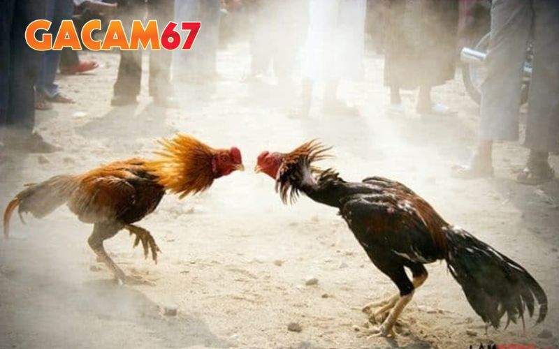 Người chơi có thể nắm bắt được lịch trình phát sóng cụ thể cục Đá Gà Trực Tiếp Người chơi có thể nắm bắt được lịch trình phát sóng cụ thể cục Đá Gà Trực Tiếp