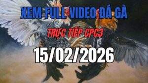 Xem Lại Video Đá Gà CPC3 Trực Tiếp Ngày 15/01/2026