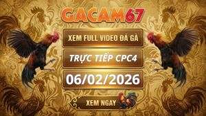Xem Lại Video Đá Gà CPC4 Ngày 06/02/2026