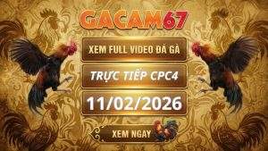 Xem Lại Video Đá Gà CPC4 Ngày 11/02/2026