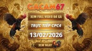 Xem Lại Video Đá Gà CPC4 Ngày 13/02/2026
